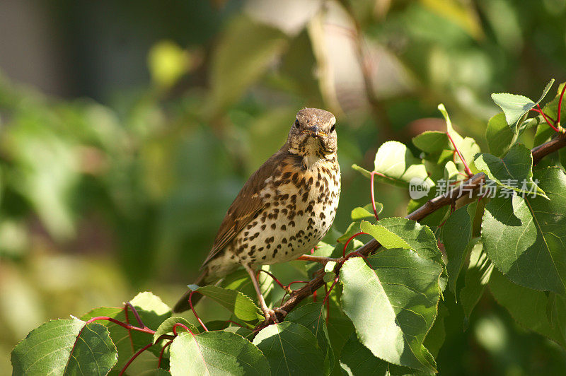 歌鸫(Turdus philomelos)